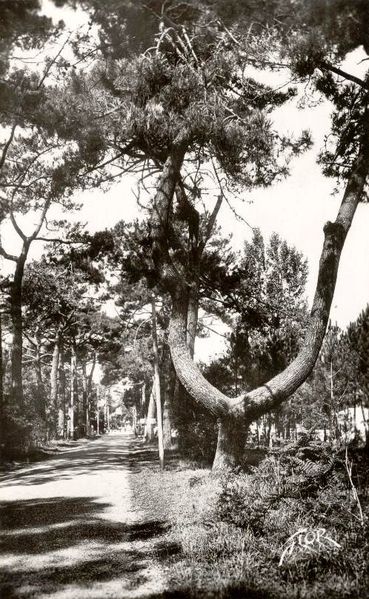 Entrées de Ronce (17)