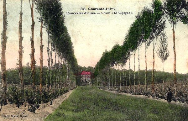 Allée des peupliers encadrée de vignes.Au fond La Cigogne