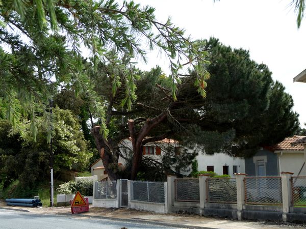 Copie de Ronce moderne (613)